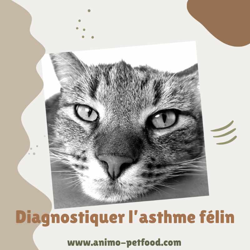 Diagnostiquer l’asthme félin